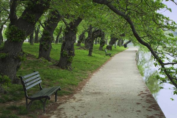 Washington DC, Cherry trees line a walkway